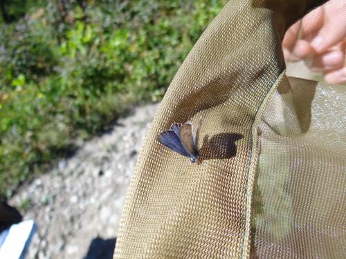 Plebejus sp.